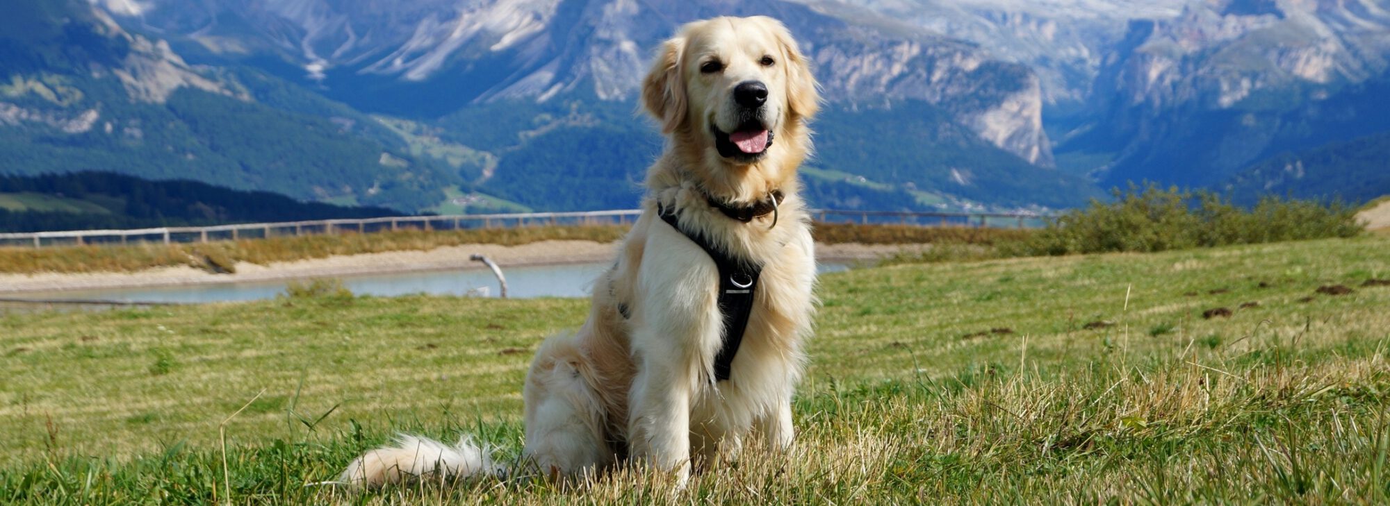 soul-of-golden-hearts